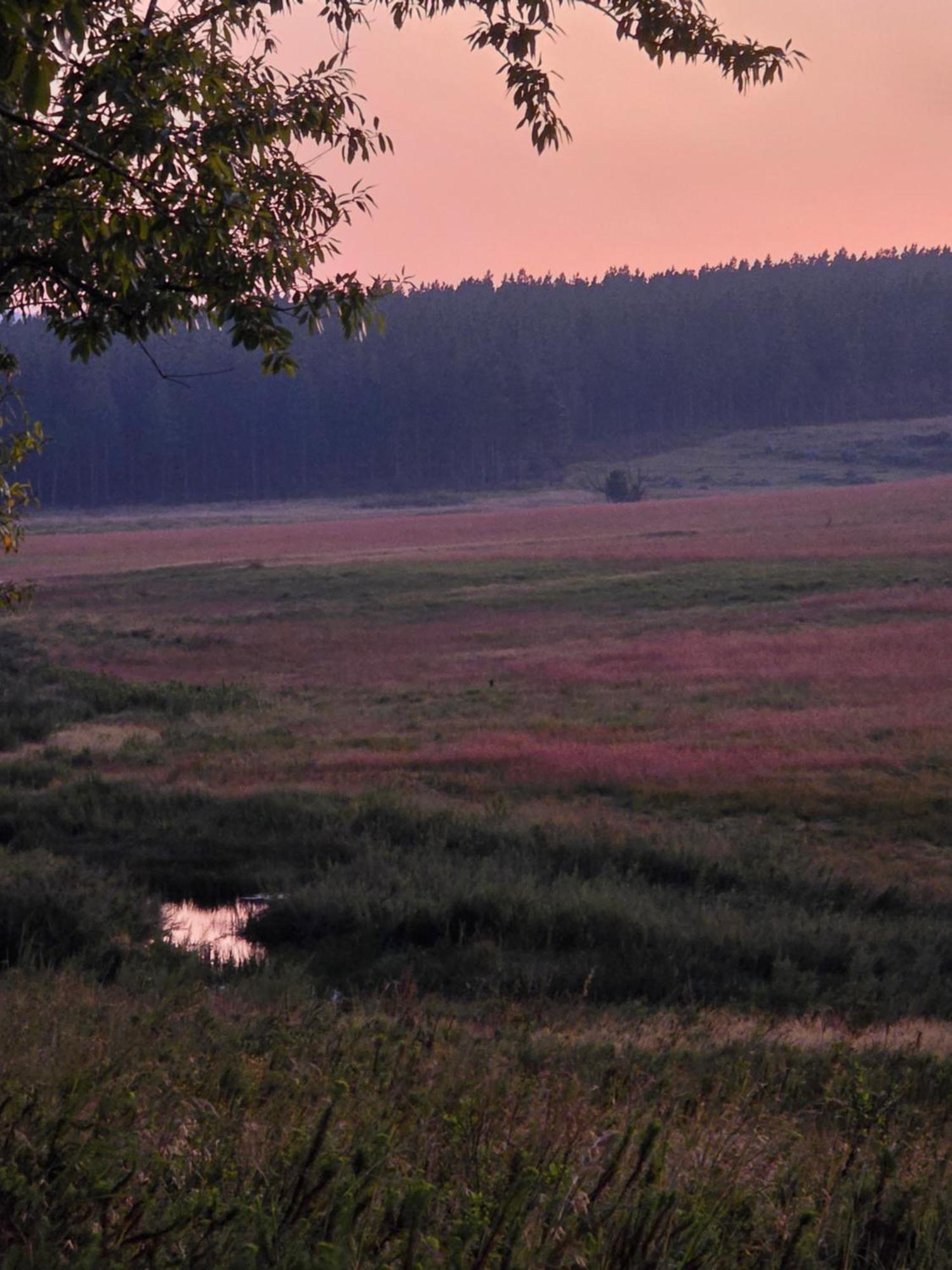 Mosswood Bed & Breakfast Граскоп Экстерьер фото